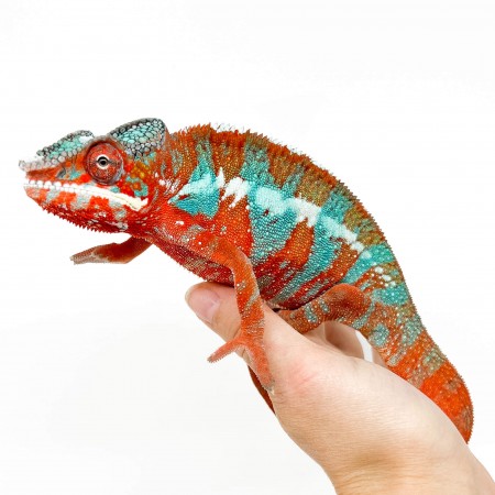 Furcifer pardalis "Ambilobe Extrem Blue" - Caméléon panthère