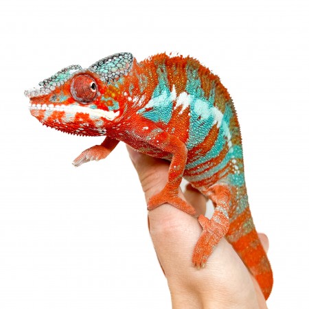 Furcifer pardalis "Ambilobe Extrem Blue" - Caméléon panthère