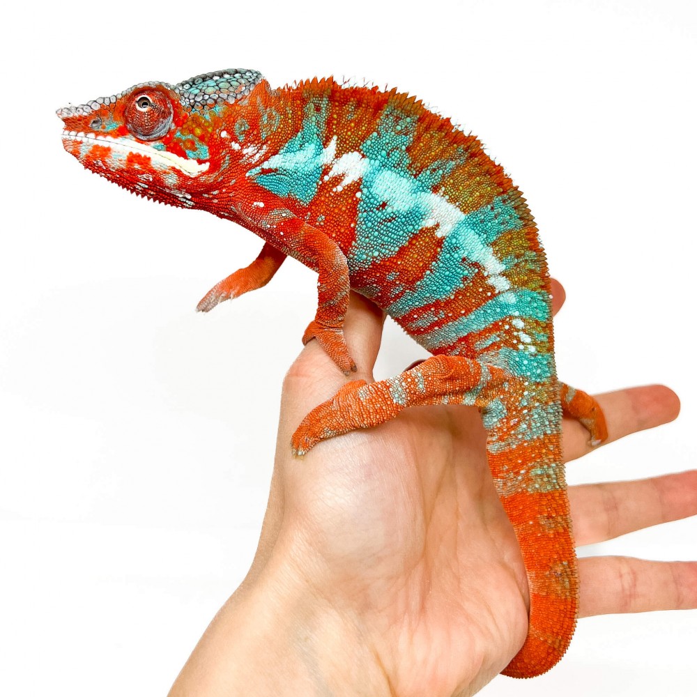 Furcifer pardalis "Ambilobe Extrem Blue" - Caméléon panthère