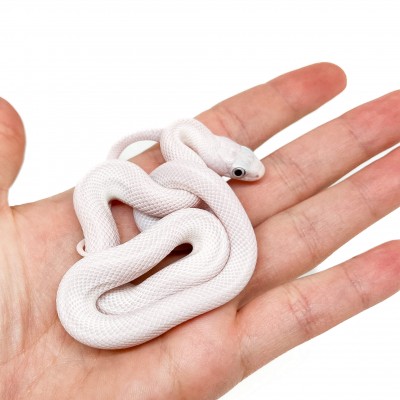 Pantherophis obsoletus lindheimeri "Licorice" - Serpent ratier du texas