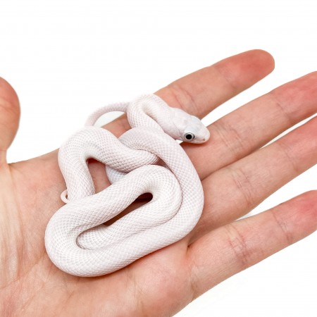 Pantherophis obsoletus lindheimeri "Licorice" - Serpent ratier du texas