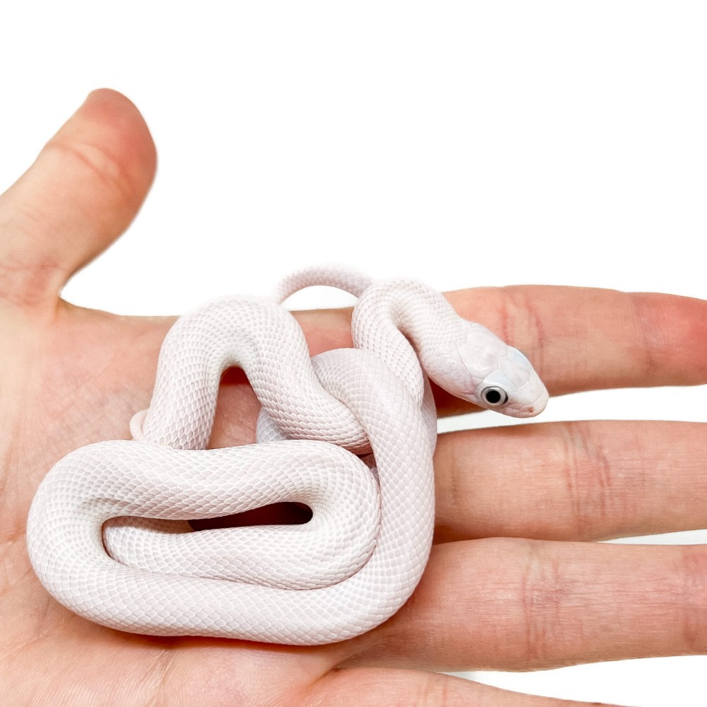 Pantherophis obsoletus lindheimeri "Licorice" - Serpent ratier du texas