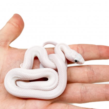 Pantherophis obsoletus lindheimeri "Licorice" - Serpent ratier du texas