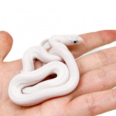 Pantherophis obsoletus lindheimeri "Licorice" - Serpent ratier du texas