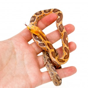Pantherophis obsoletus...