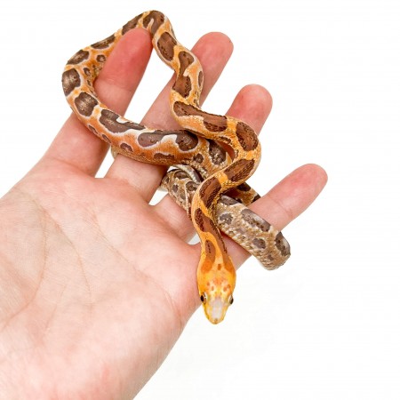 Pantherophis obsoletus "Scaleless" - Serpent ratier