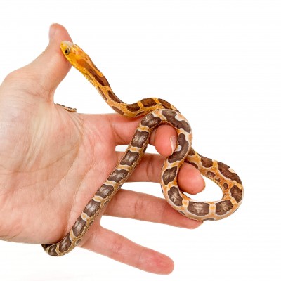 Pantherophis obsoletus "Scaleless" - Serpent ratier