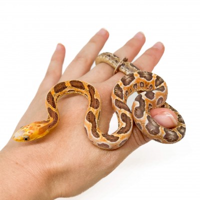 Pantherophis obsoletus "Scaleless" - Serpent ratier