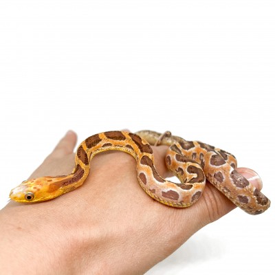 Pantherophis obsoletus "Scaleless" - Serpent ratier
