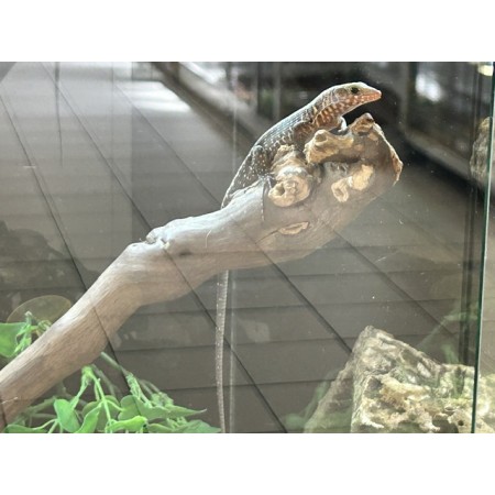 Zonosaurus laticaudatus NC