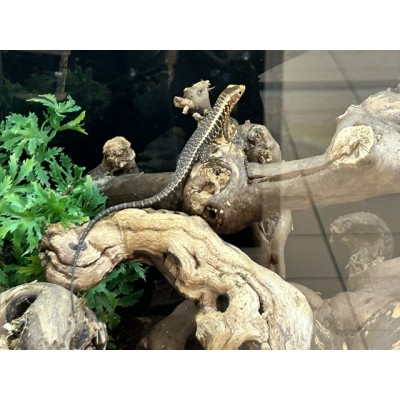 Zonosaurus laticaudatus NC