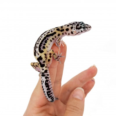 Eublepharis macularius "Stripe" - Gecko léopard