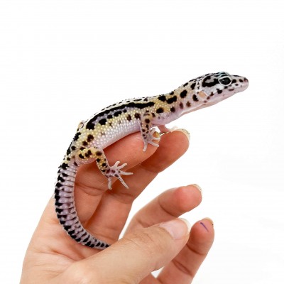 Eublepharis macularius "Stripe" - Gecko léopard