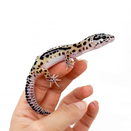 Eublepharis macularius "Stripe" - Gecko léopard