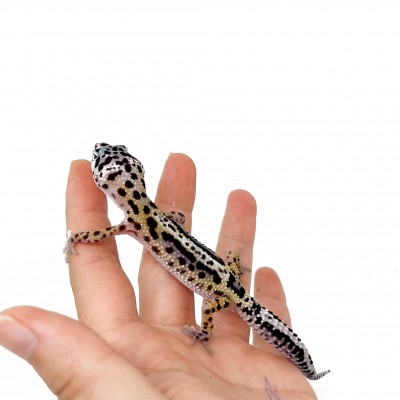 Eublepharis macularius "Stripe" - Gecko léopard