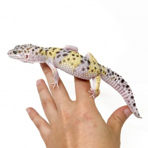 Eublepharis macularius...