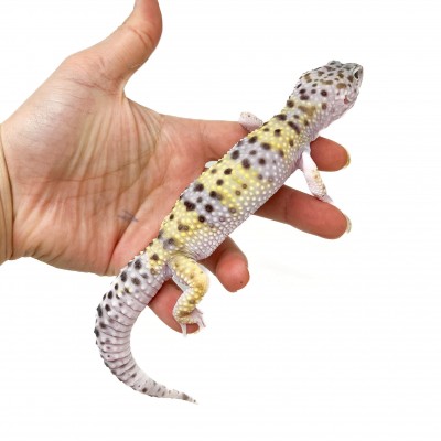 Eublepharis macularius "Snow" - Gecko léopard