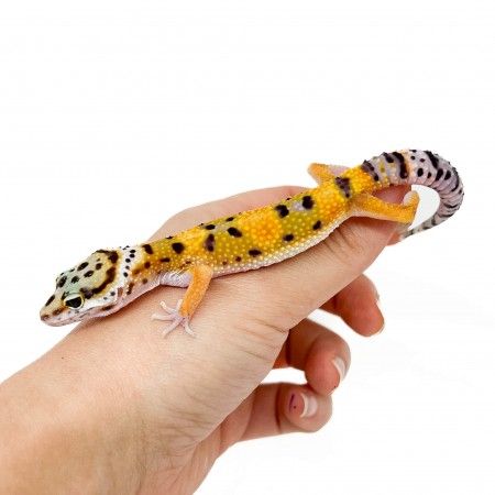 Eublepharis macularius "Hypo tangerine" - Gecko léopard