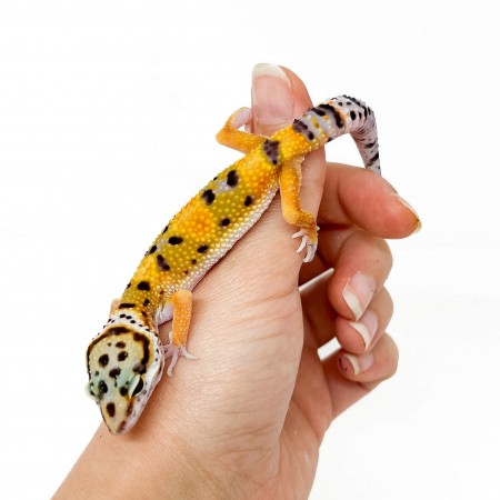 Eublepharis macularius "Hypo tangerine" - Gecko léopard