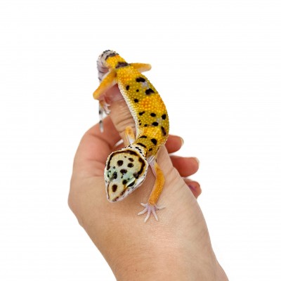 Eublepharis macularius "Hypo tangerine" - Gecko léopard