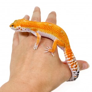 Eublepharis macularius...