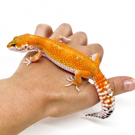 Eublepharis macularius "Super hypo tangerine Carrot Tail" - Gecko léopard