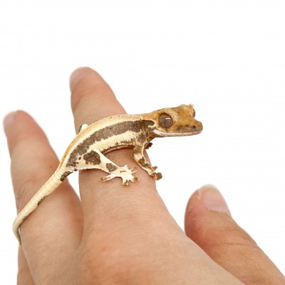 Correlophus ciliatus "Lilly White" (Juvéniles GRADE B) - Gecko à crête