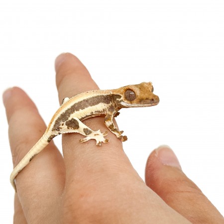 Correlophus ciliatus "Lilly White" (Juvéniles GRADE B) - Gecko à crête