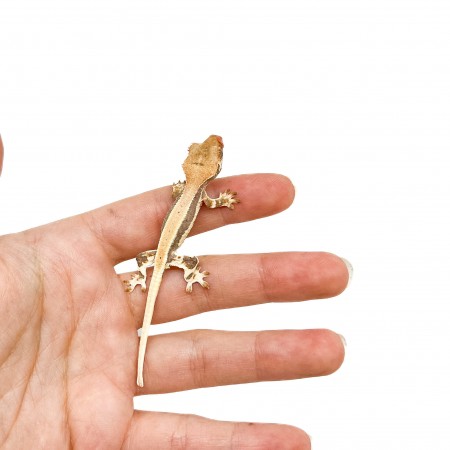Correlophus ciliatus "Lilly White" (Juvéniles GRADE B) - Gecko à crête