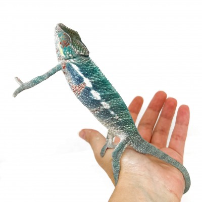 Furcifer pardalis "Nosy Be" - Caméléon panthère