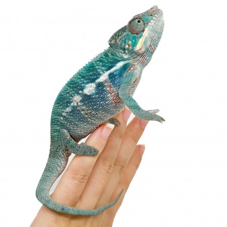 Furcifer pardalis "Nosy Be" - Caméléon panthère