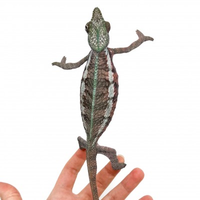 Furcifer pardalis ♂ "Ankaramy"F1 - Caméléon panthère
