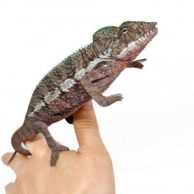 Furcifer pardalis ♂ "Ankaramy"F1 - Caméléon panthère