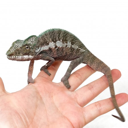 Furcifer pardalis ♂ "Ankaramy"F1 - Caméléon panthère