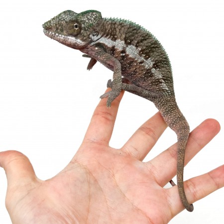 Furcifer pardalis ♂ "Ankaramy"F1 - Caméléon panthère