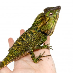 Gonocephalus doriae -...