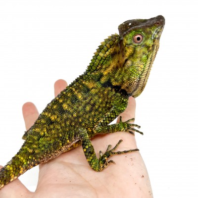 Gonocephalus doriae - Gonocéphale de Doria