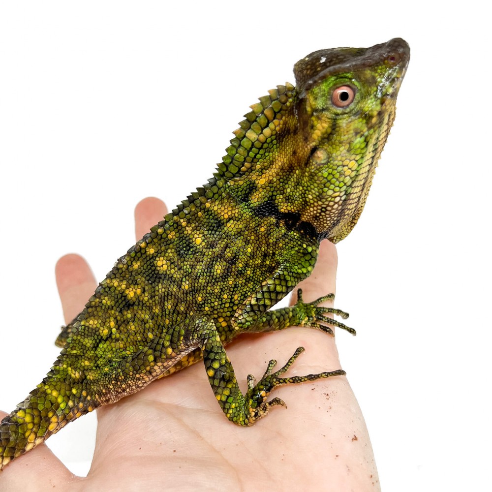 Gonocephalus doriae - Gonocéphale de Doria