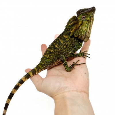 Gonocephalus doriae - Gonocéphale de Doria