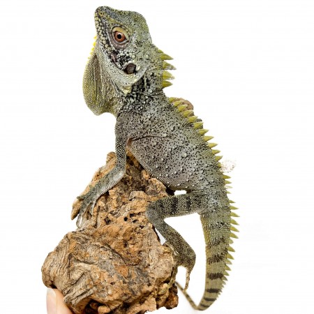 Lophosaurus dilophus - Dragon couronné des forêts
