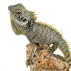 Lophosaurus dilophus -...