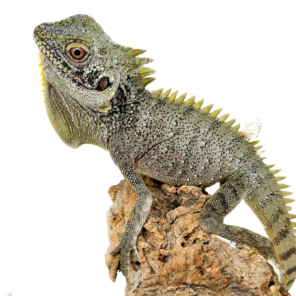 Lophosaurus dilophus - Dragon couronné des forêts