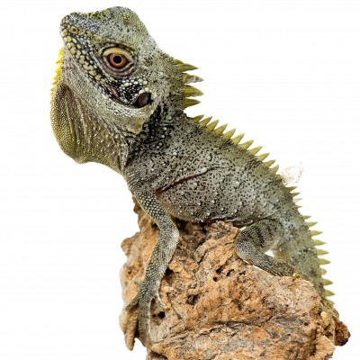 Lophosaurus dilophus - Dragon couronné des forêts