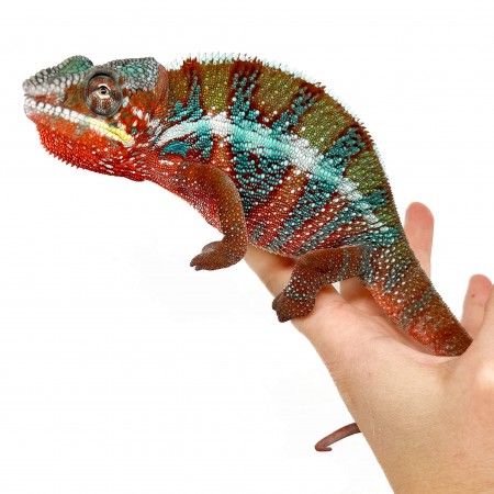 Furcifer pardalis "Ambilobe Picasso" - Caméléon panthère
