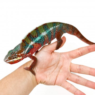Furcifer pardalis "Ambilobe Picasso" - Caméléon panthère