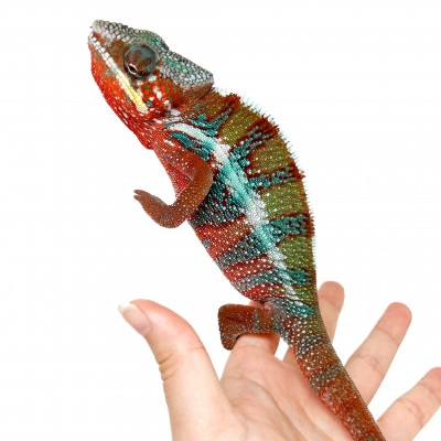 Furcifer pardalis "Ambilobe Picasso" - Caméléon panthère