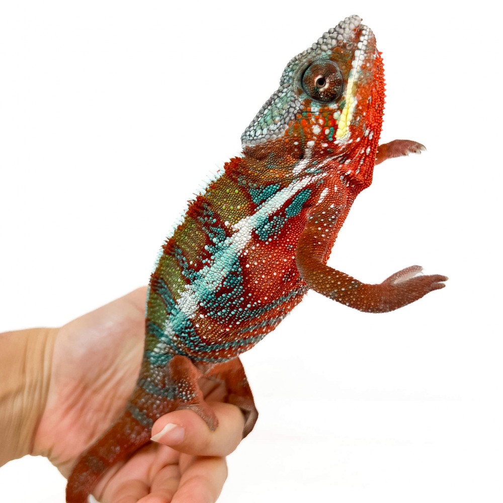 Furcifer pardalis "Ambilobe Picasso" - Caméléon panthère