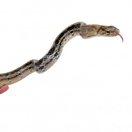 Coelognathus radiatus - Serpent ratier à tête cuivrée