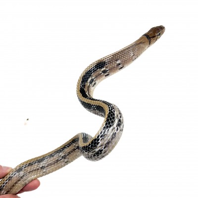 Coelognathus radiatus - Serpent ratier à tête cuivrée