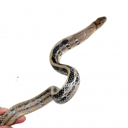 Coelognathus radiatus - Serpent ratier à tête cuivrée
